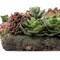 Vickerman 16.5" Multi-Colored Succulent Wall Arran - FX190617